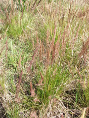 Poa ligularis