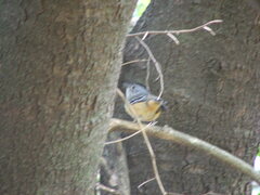 Thamnophilus caerulescens