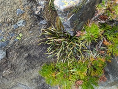 Asplenium septentrionale