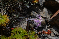 Dianthus pygmaeus