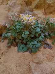 Sarcocapnos enneaphylla