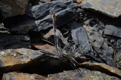 Dianthus pygmaeus