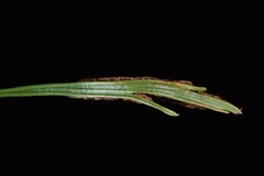 Asplenium septentrionale