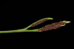 Asplenium septentrionale