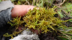 Sarmentypnum exannulatum