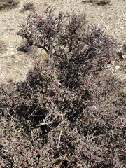 Cotoneaster horizontalis