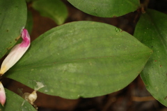 Costaceae