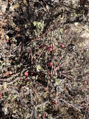 Cotoneaster horizontalis
