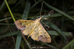 Meroctena tullalis