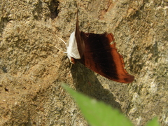Marpesia zerynthia