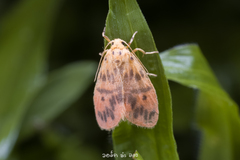 Miltochrista arcuata