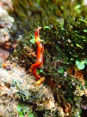 Bipalium interruptum