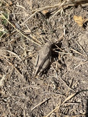 Oedipoda caerulescens