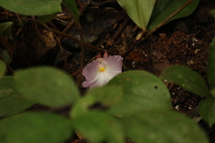 Costaceae