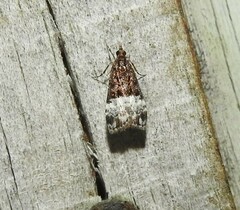 Scoparia minusculalis