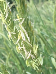 Hordeum murinum leporinum