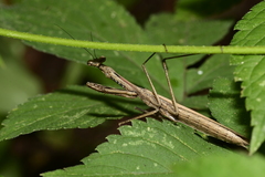 Statilia maculata