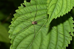 Oligolophus tienmushanensis