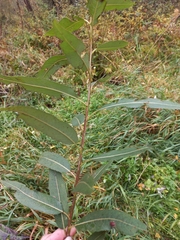 Salix euxina