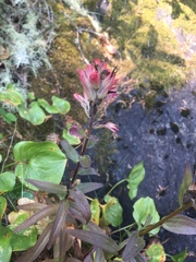 Castilleja miniata dixonii