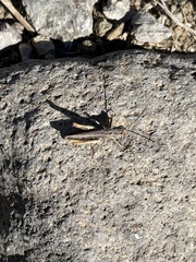 Chorthippus apricarius