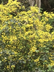 Acacia pravissima