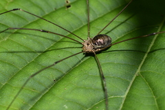 Oligolophus tienmushanensis