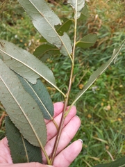 Salix euxina
