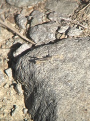 Chorthippus apricarius