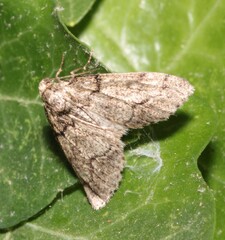 Tephronia sepiaria