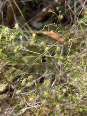 Drosera myriantha