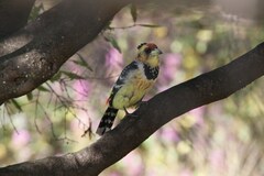 Trachyphonus vaillantii vaillantii