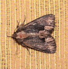 Dypterygia scabriuscula