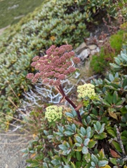 Angelica morrisonicola