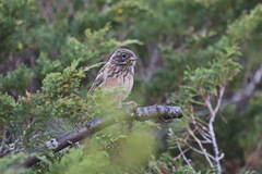 Emberiza cioides