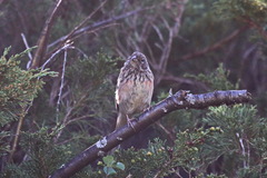 Emberiza cioides
