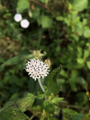 Lagascea