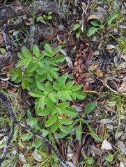 Angelica morrisonicola