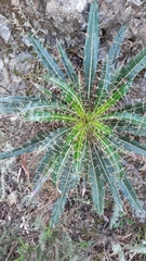 Ptilostemon casabonae