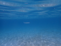 Tylosurus crocodilus