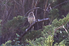 Emberiza cioides