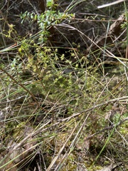 Drosera myriantha