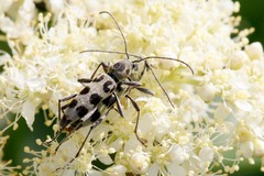 Chlorophorus herbstii