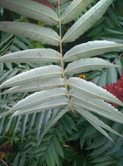 Rhus typhina