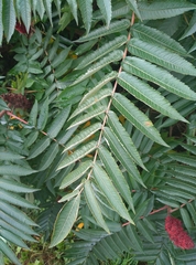 Rhus typhina