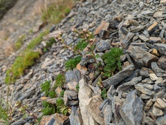 Artemisia tsugitakaensis