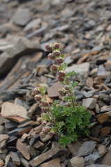 Artemisia tsugitakaensis