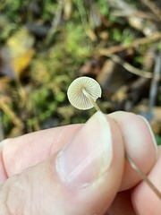 Mycena galopus
