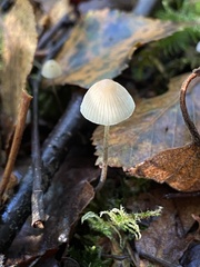 Mycena galopus