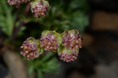 Artemisia tsugitakaensis